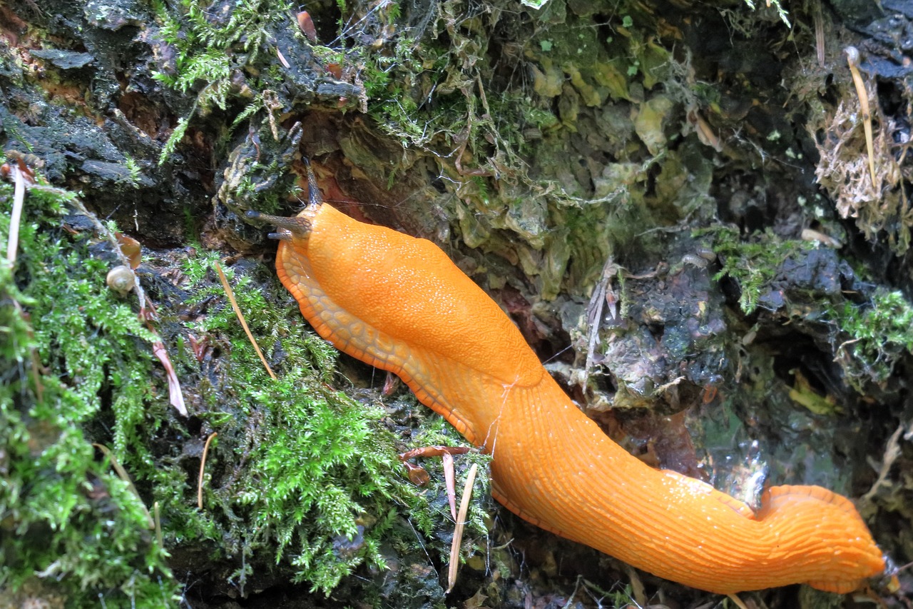 slug  snail  mollusk free photo