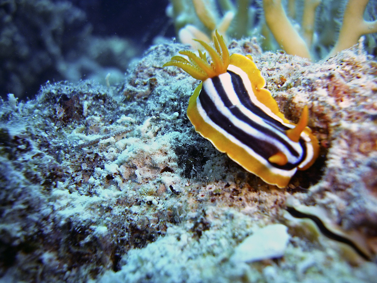 slug snail diving free photo