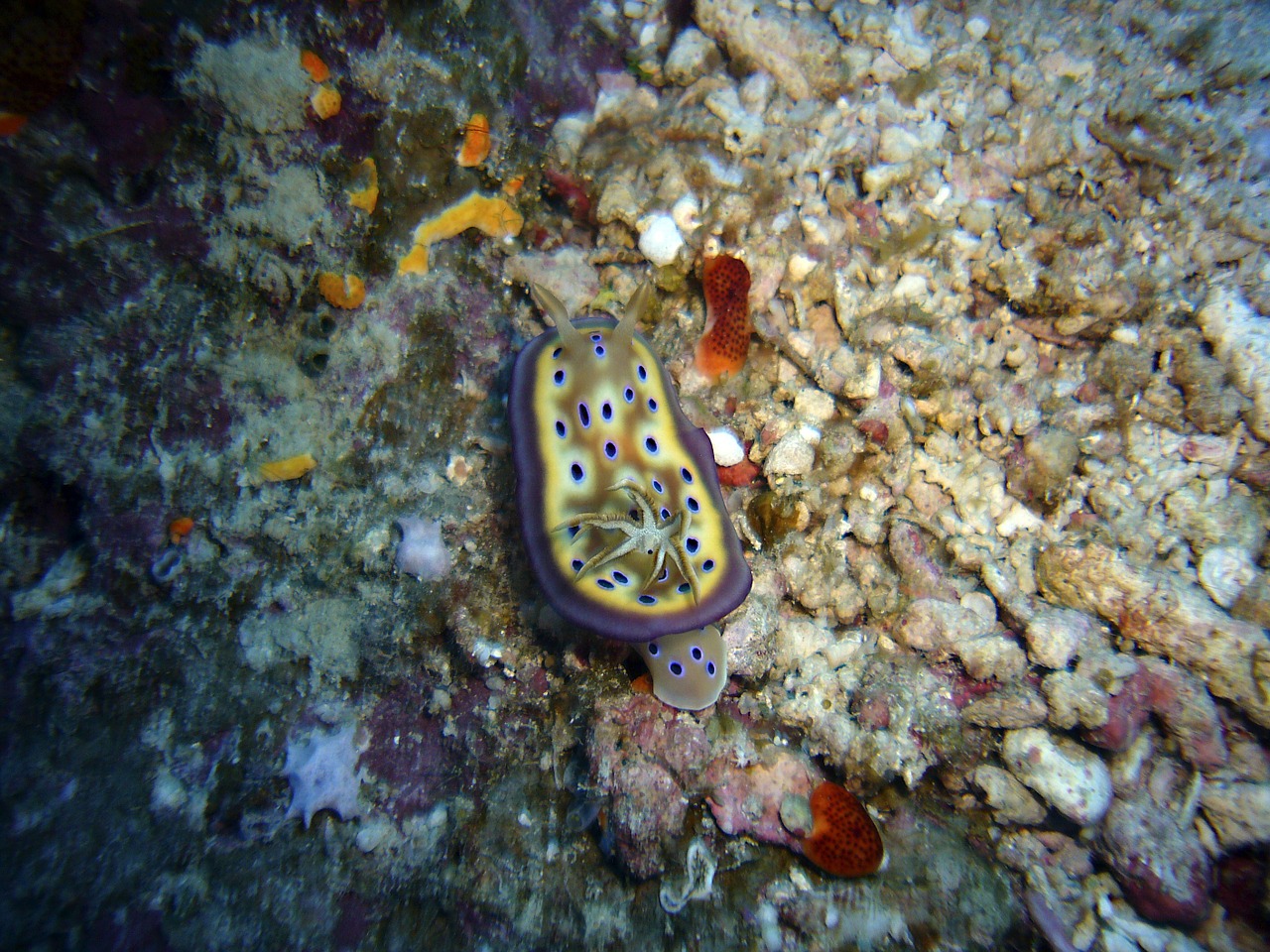 slug diving snail free photo