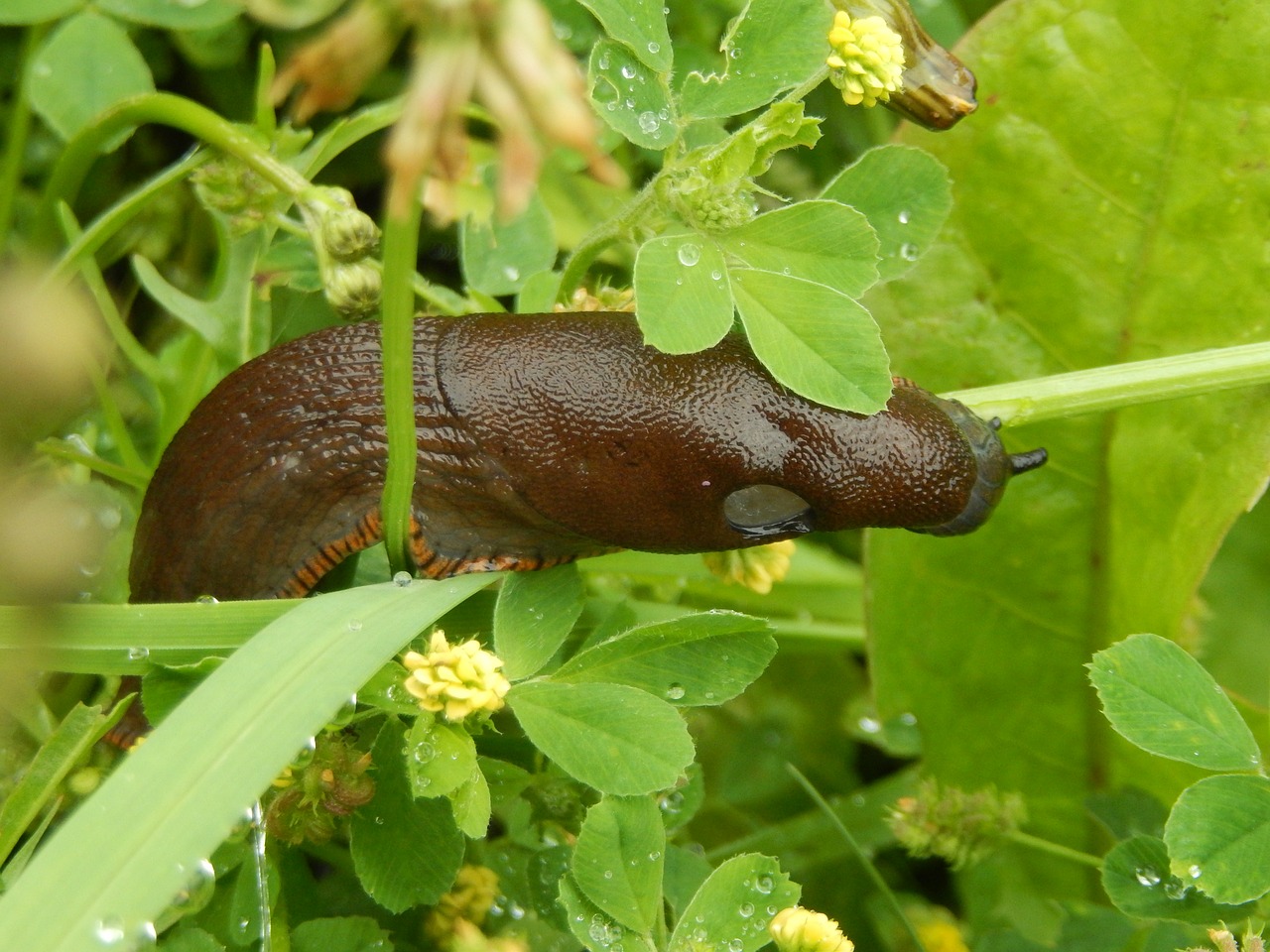 slug garden nature free photo