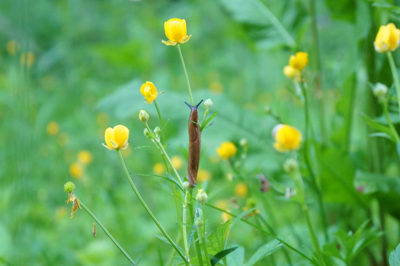 slug snail grass free photo