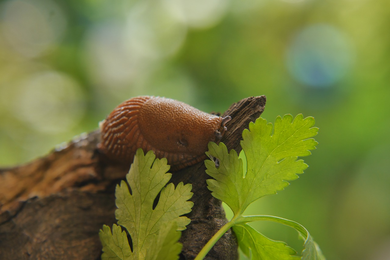 slug  snail  nature free photo
