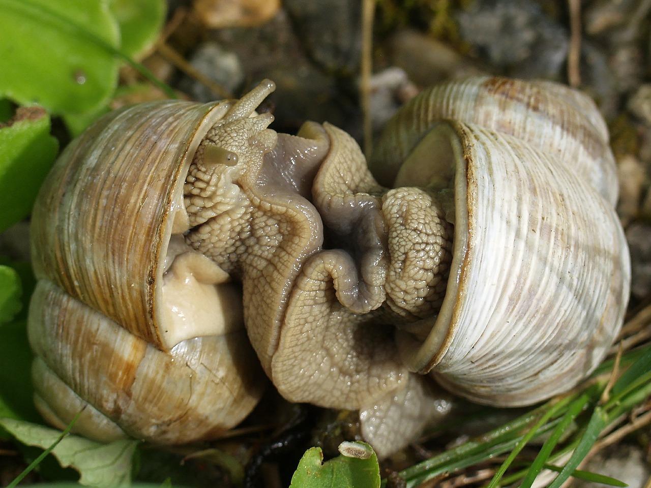 slug snail seashell free photo