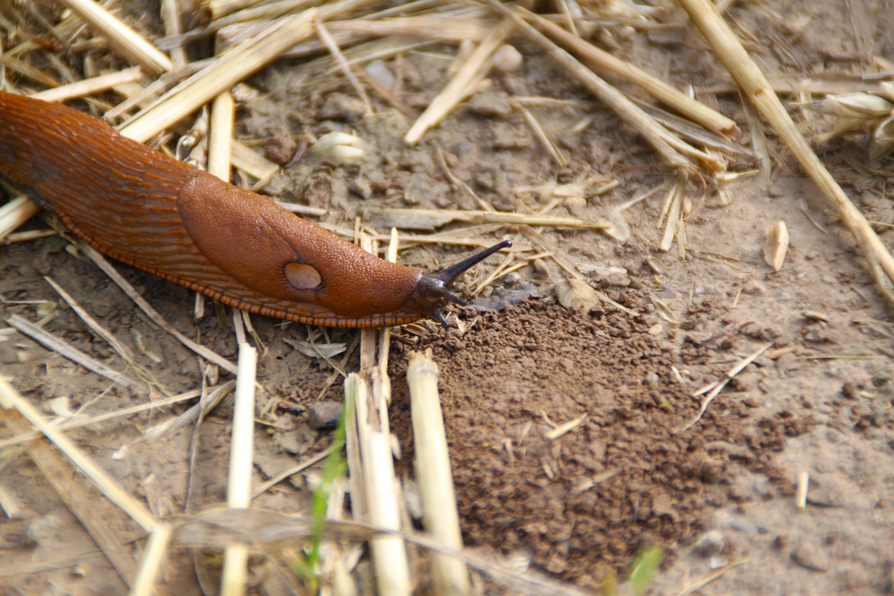 slug snail crawl free photo
