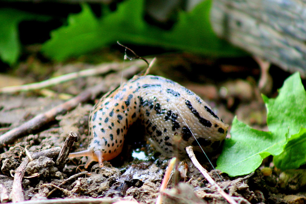 slug insect snail free photo