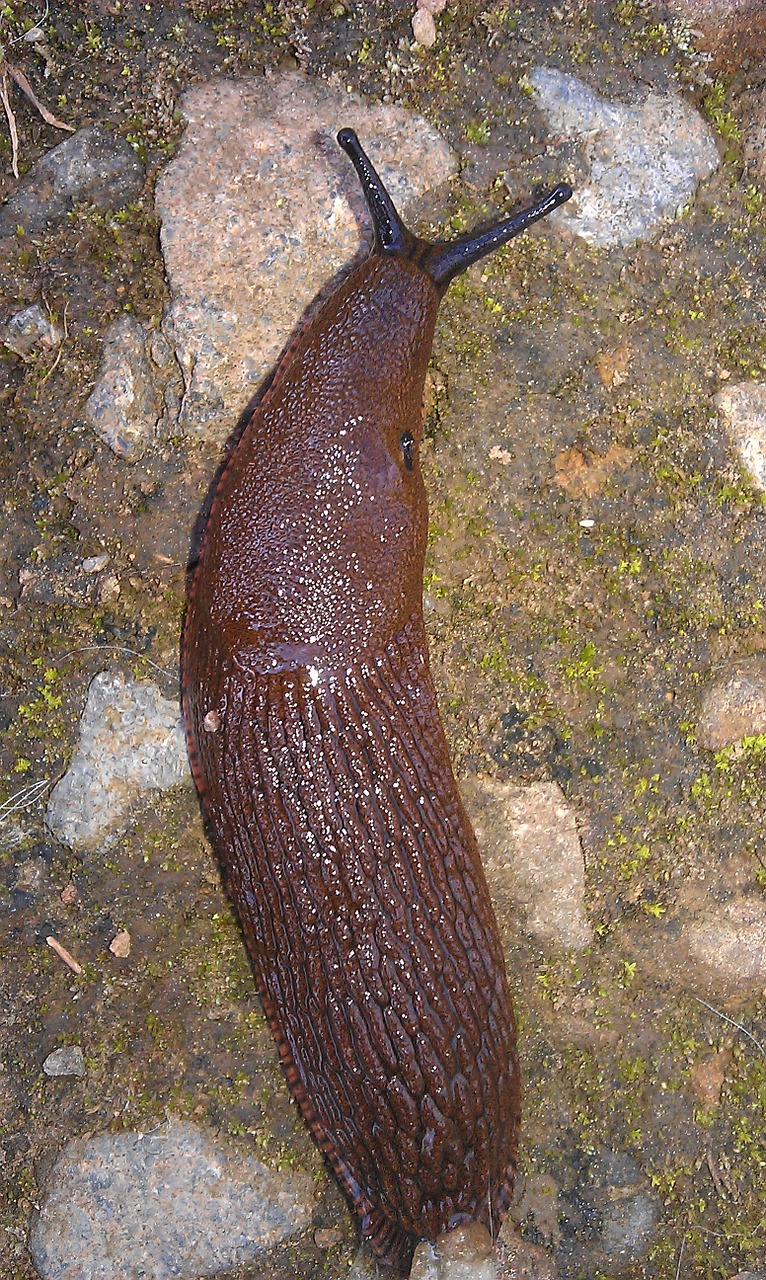 slug reptile slowly free photo