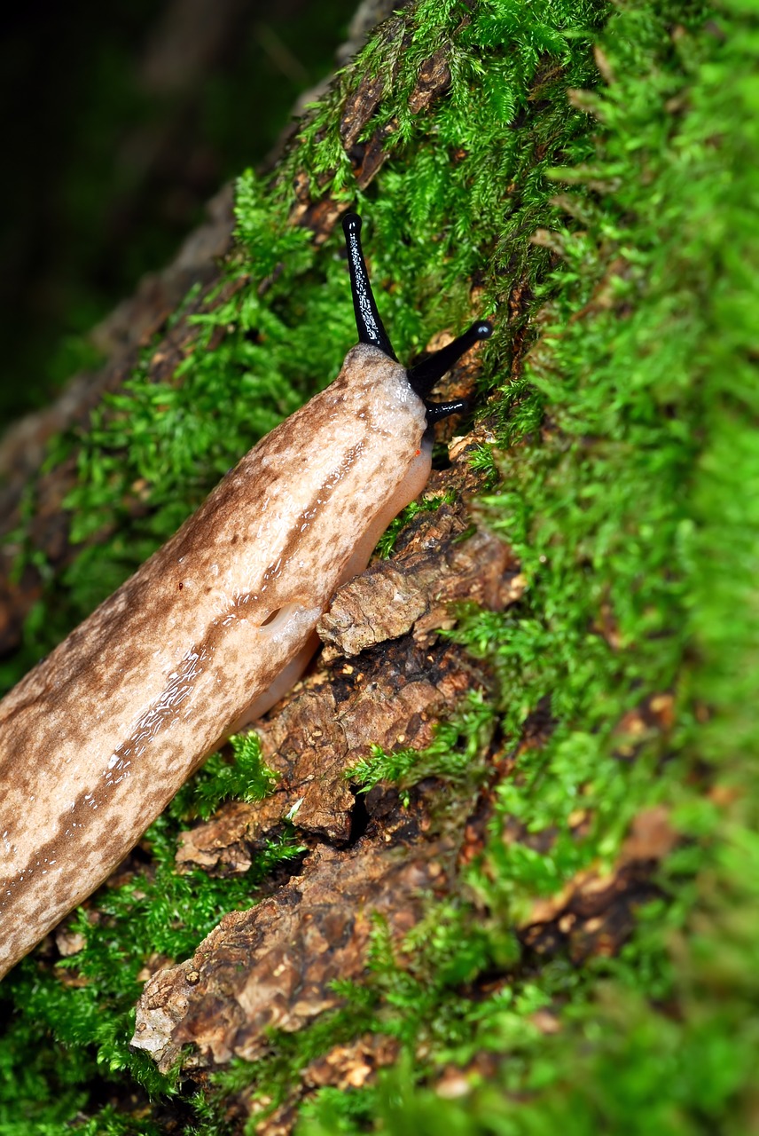 slug moss abstract free photo