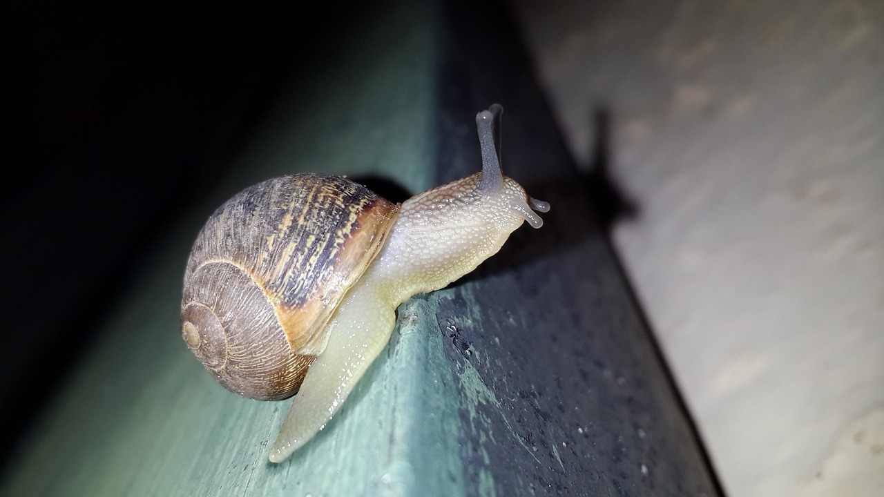 slug animal snail free photo