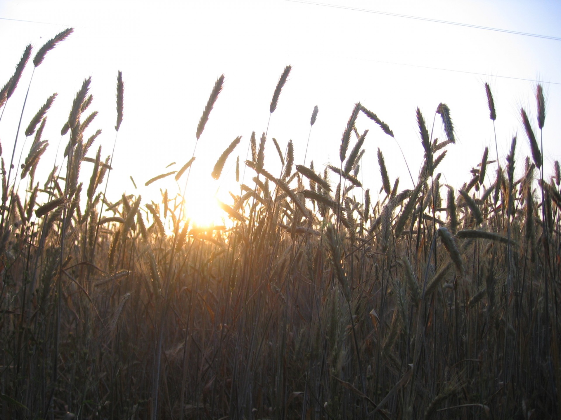 grain sunset sunset and the grain free photo