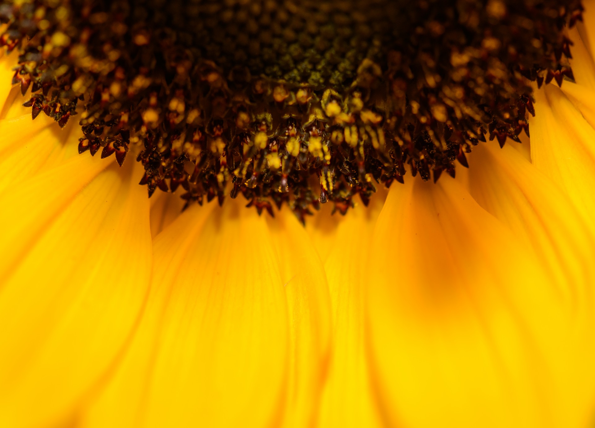 sunflower close-up macro free photo