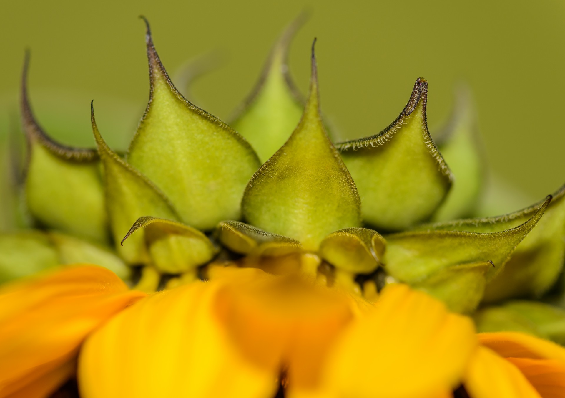 sunflower close-up macro free photo