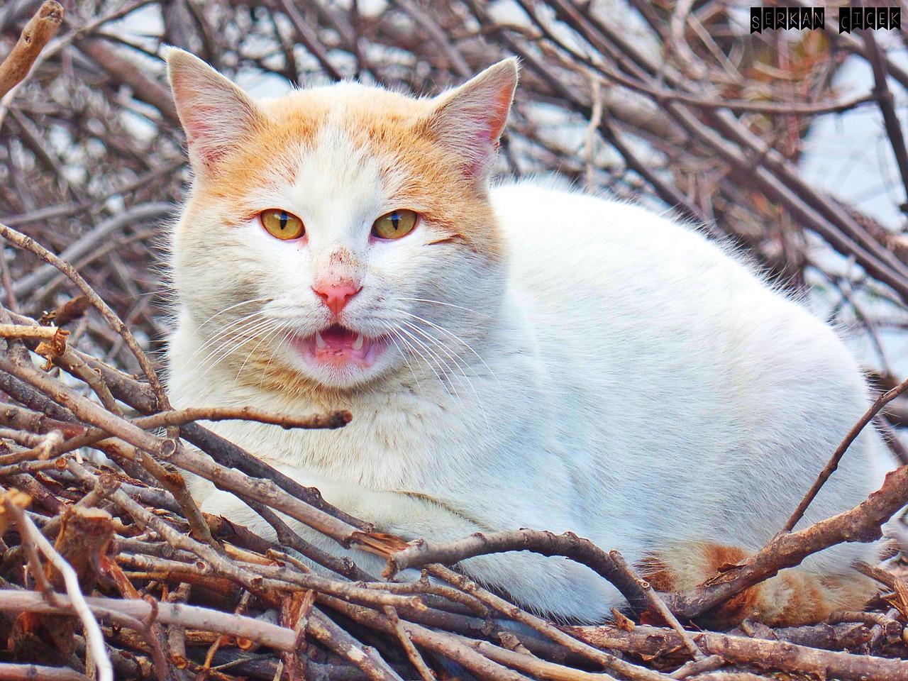 sly cat overviews teeth felan free photo