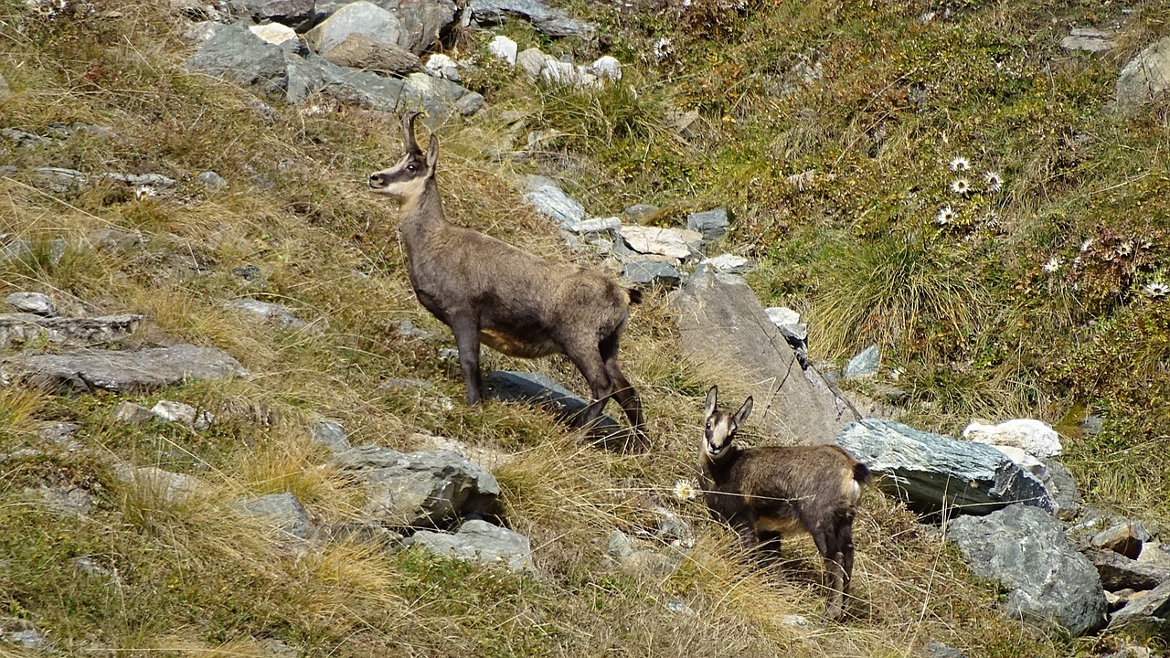chamois is small in free photo