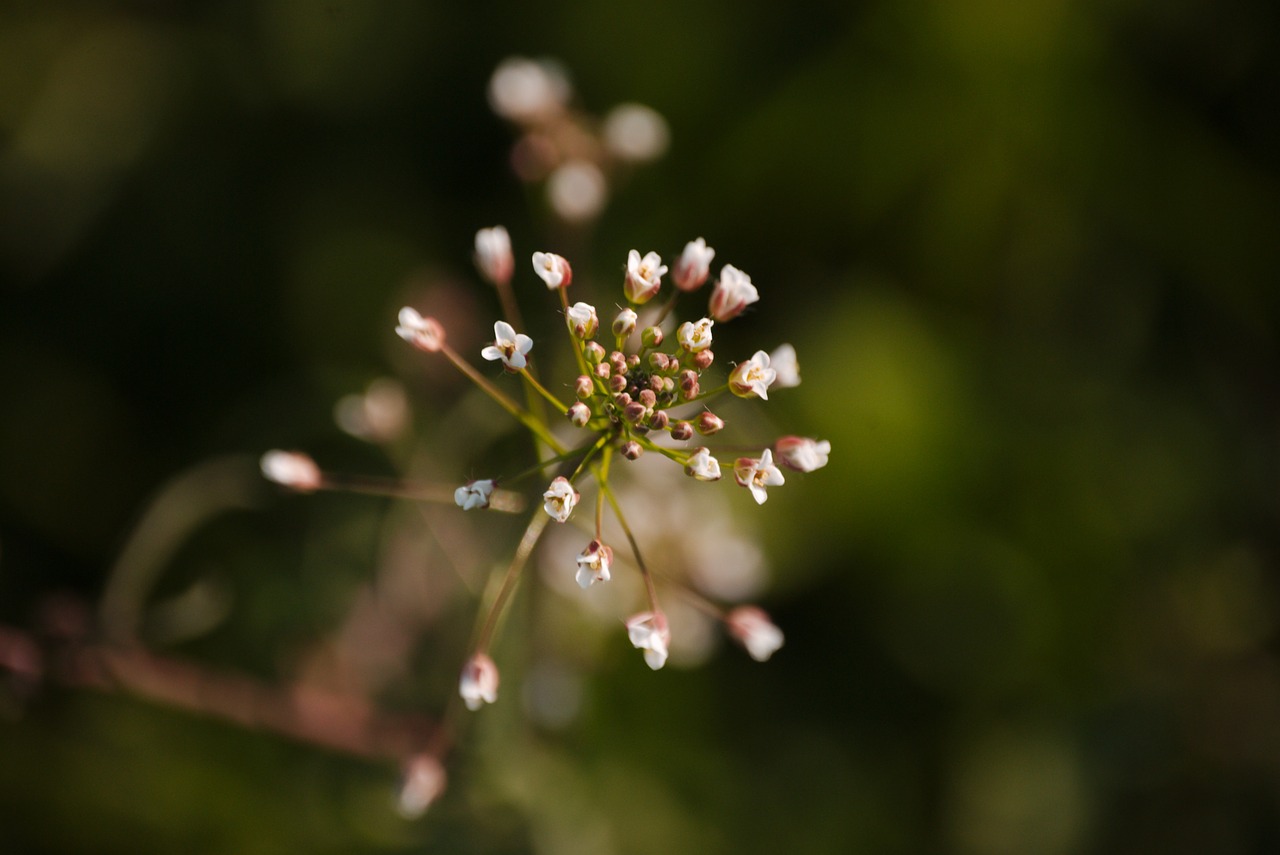 small weed nature free photo