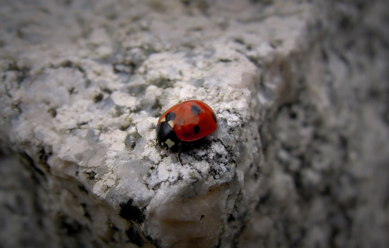 small ladybug alder pirkko free photo