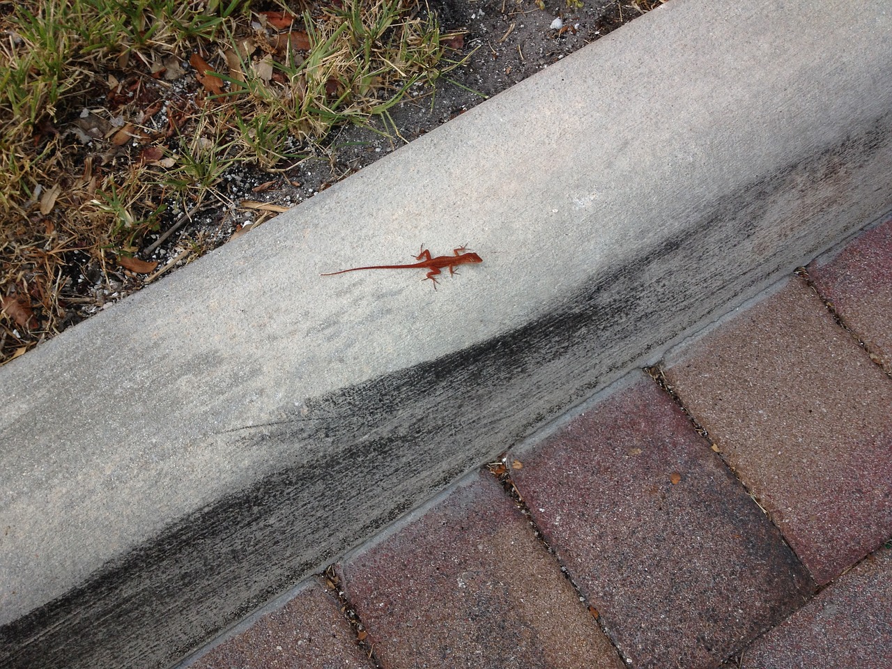 small lizard brown free photo