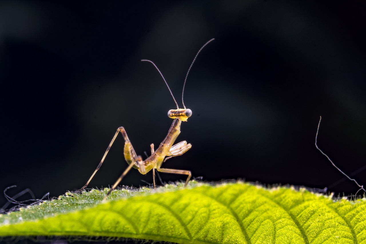 small mantis insect free photo