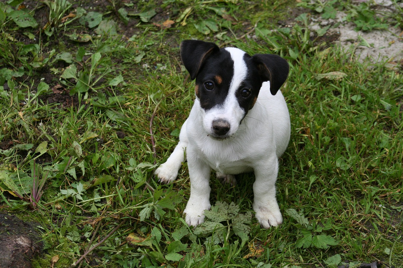 small havko terrier free photo