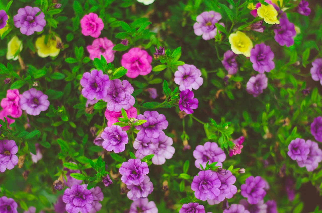 small flowers garden free photo