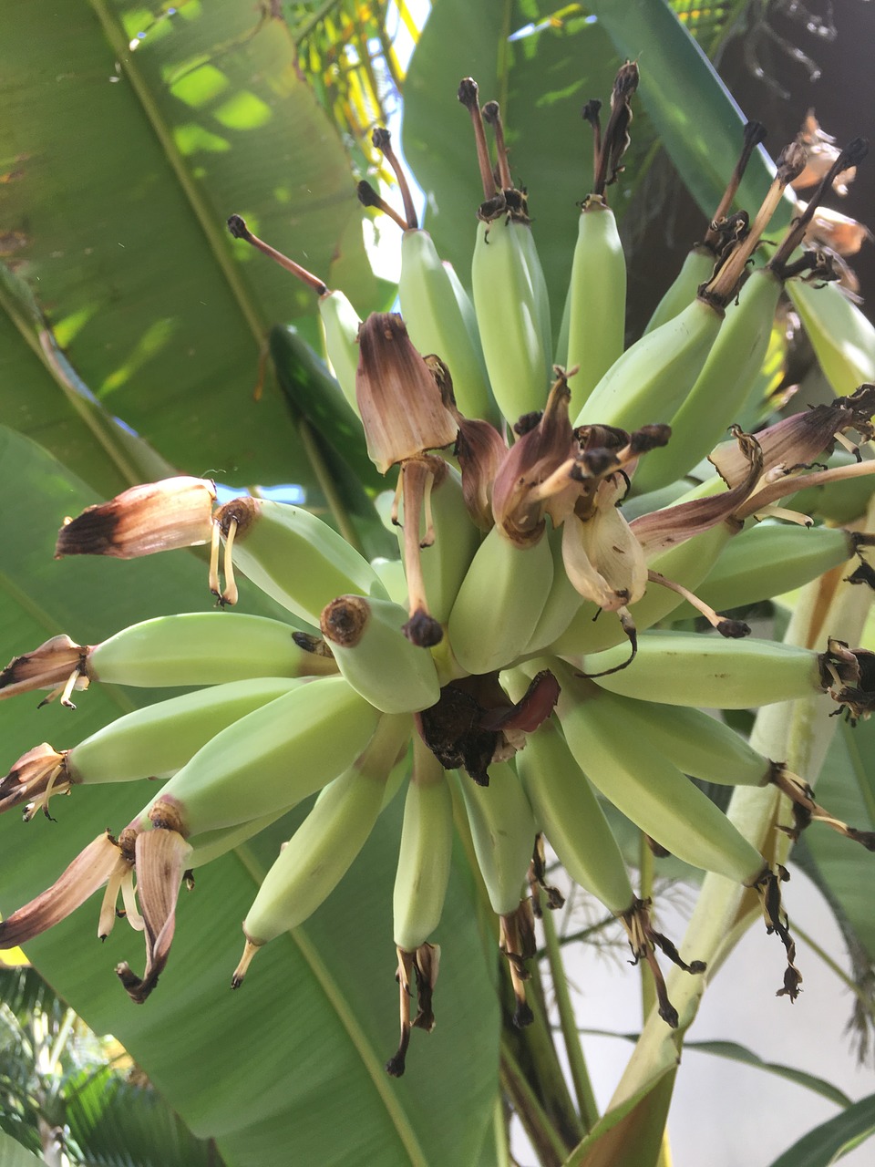 small good bananas free photo