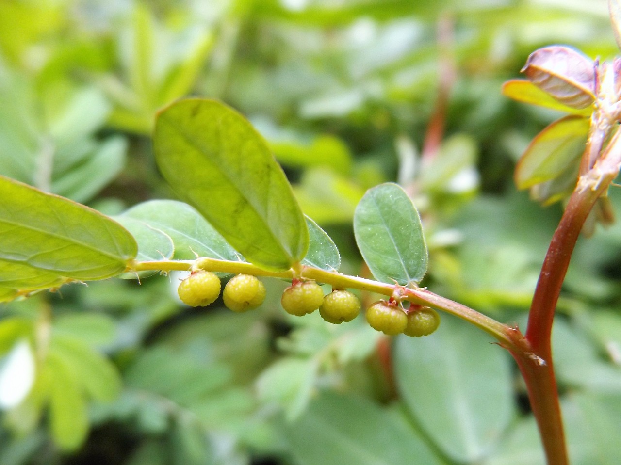 small fruit garden free photo