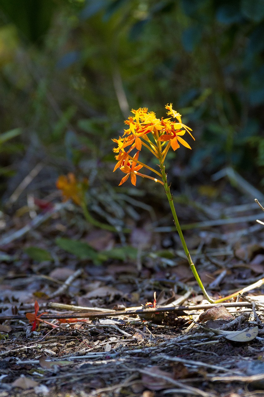 small yellow flower free photo