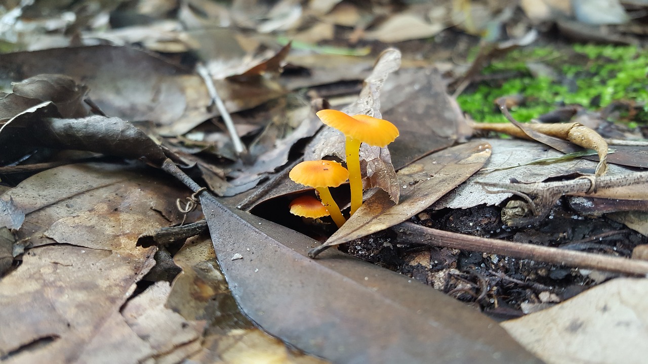 small orange mushrooms free photo
