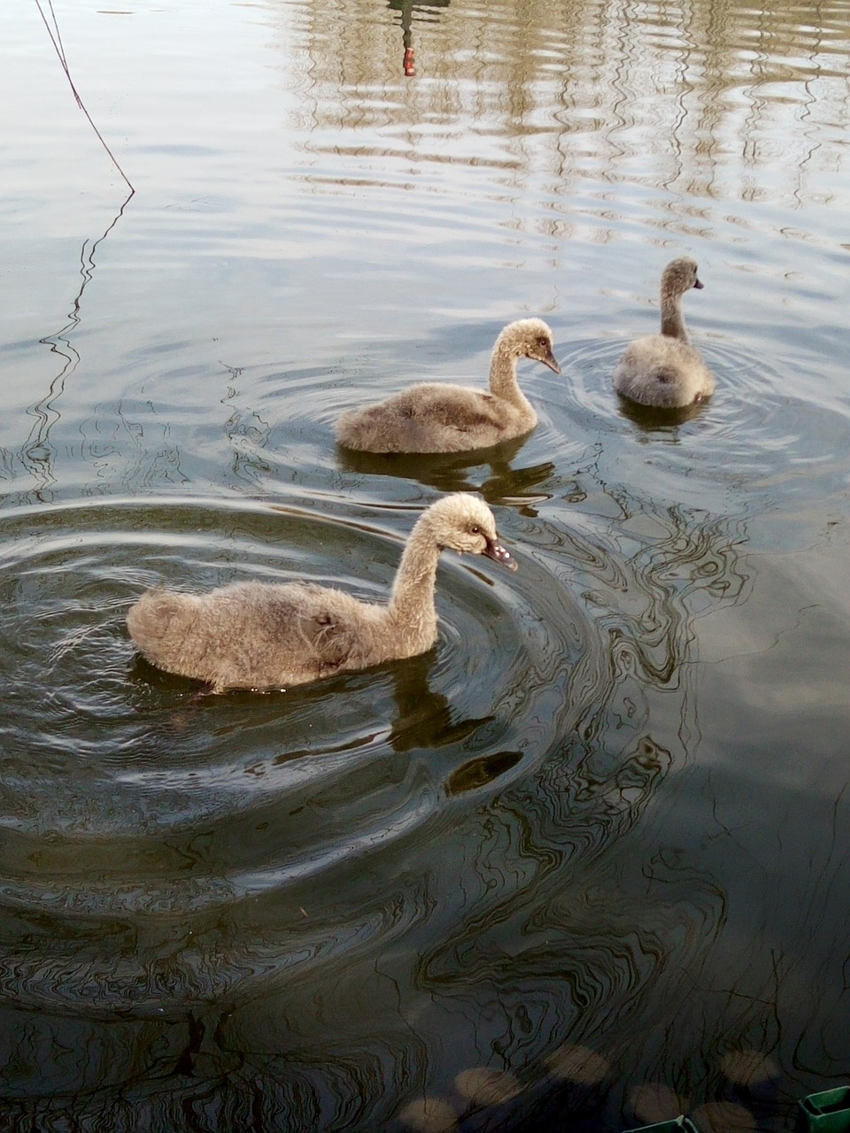 small day goose free photo