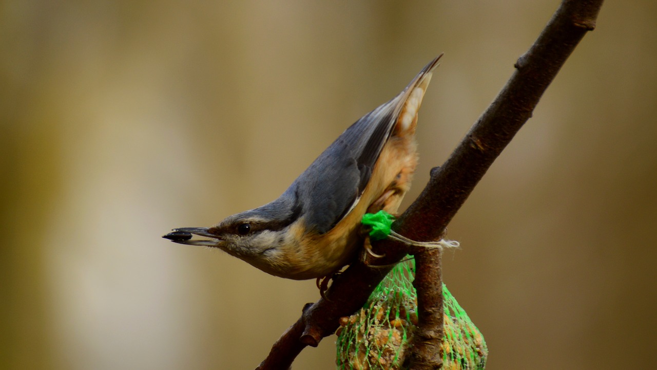 small lakomka nuthatch free photo