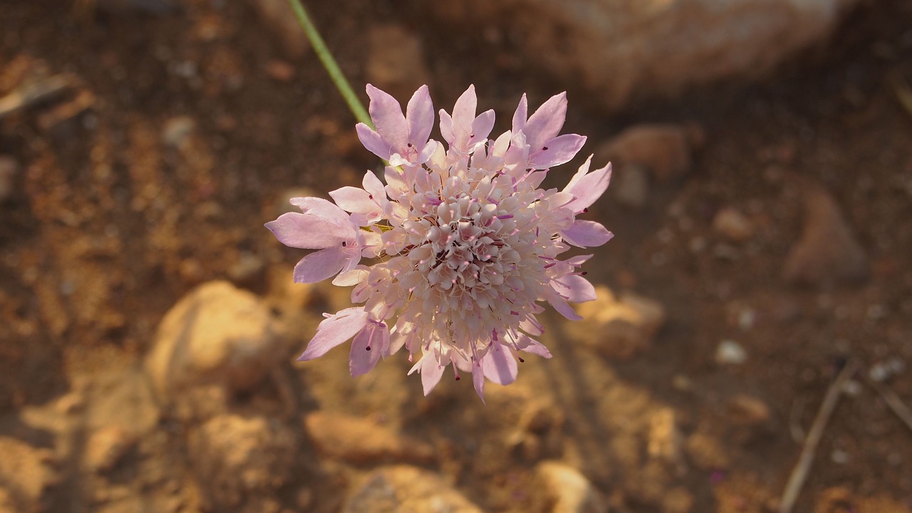 small flower wild free photo