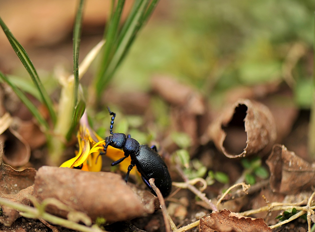 small nature insect free photo