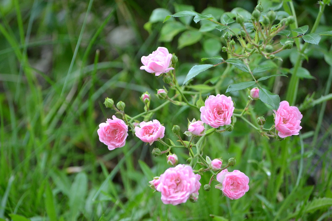 small  roses  nature free photo