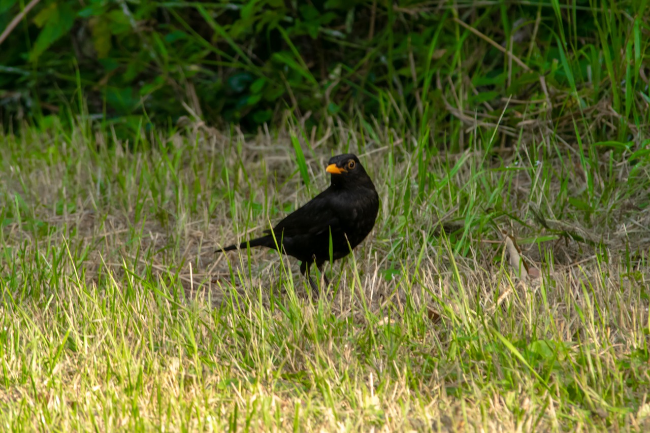 small  bird  nature free photo