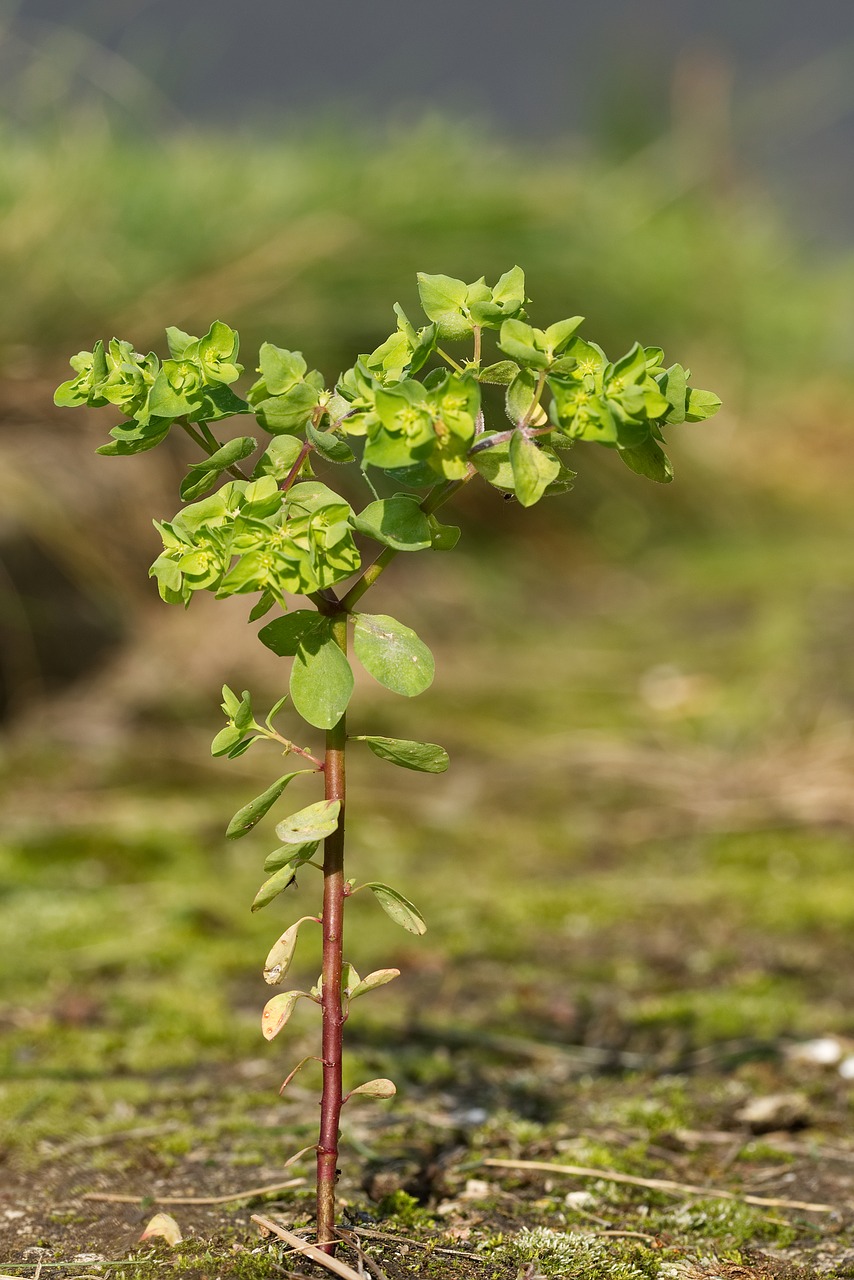 small  tree  nature free photo