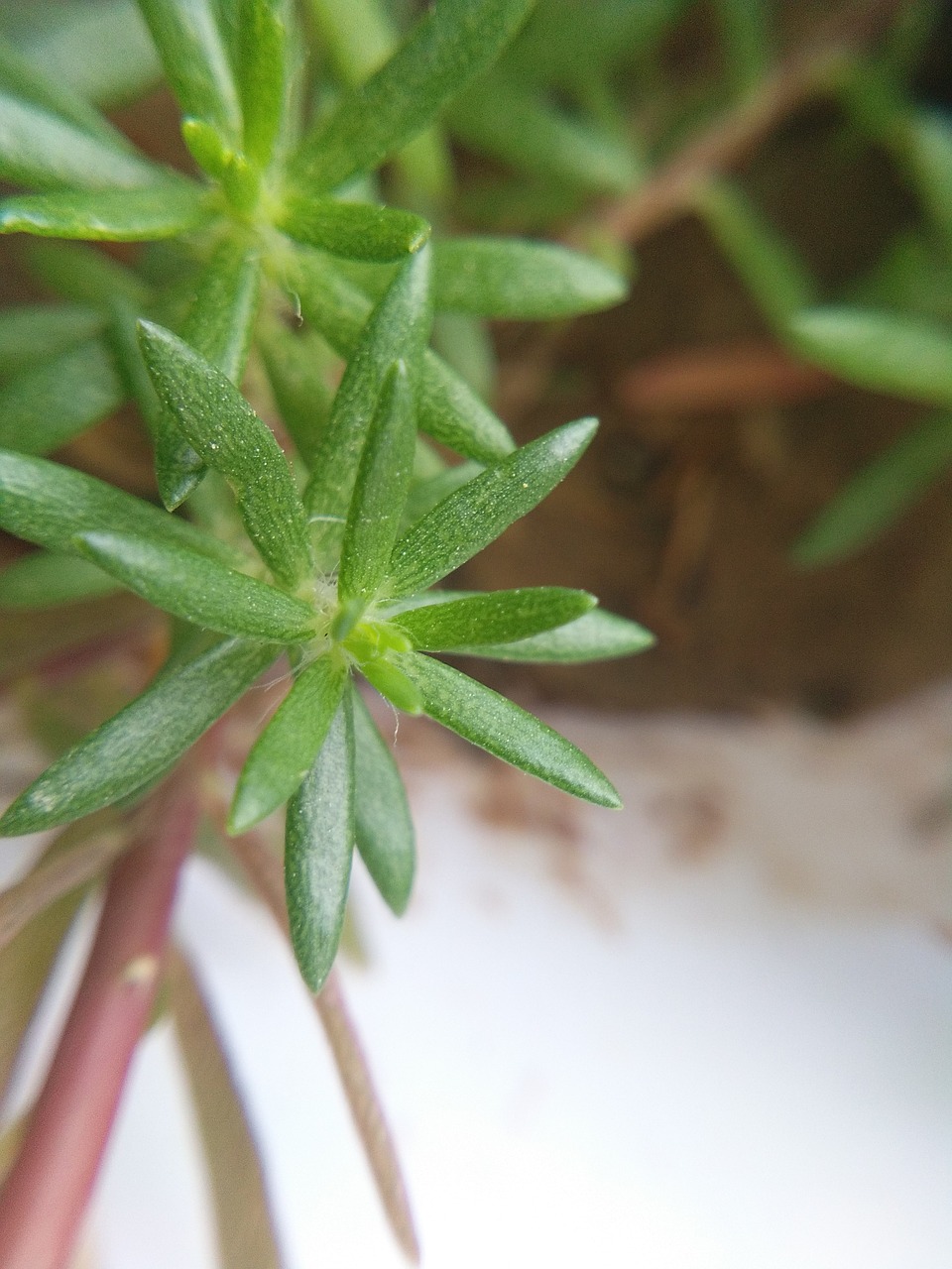 small  green  leaves free photo