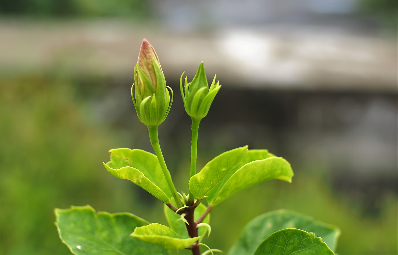 small  petal  plant free photo