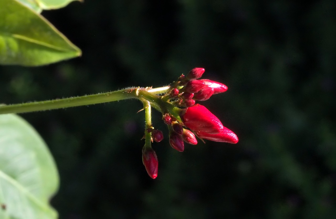 small  red  petal free photo