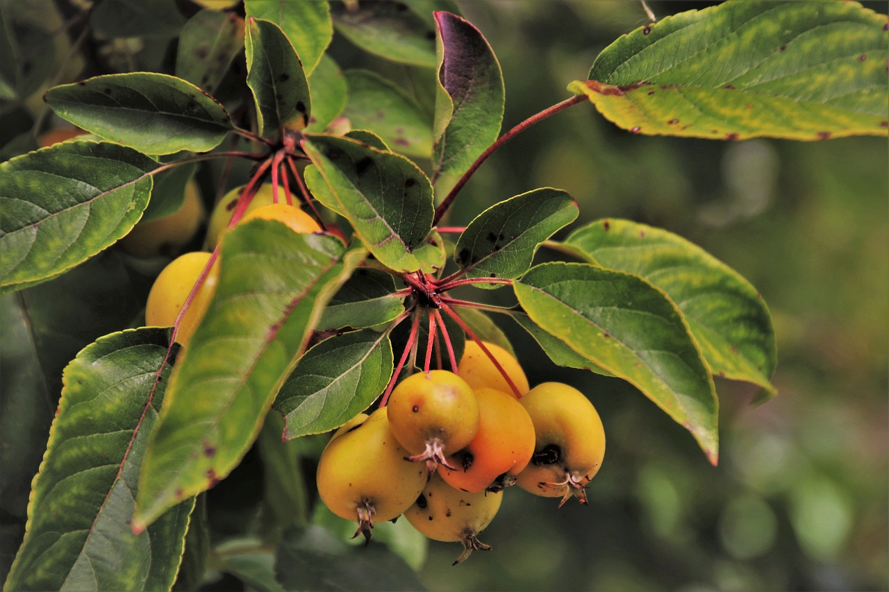 small  heavenly apples  sprig free photo