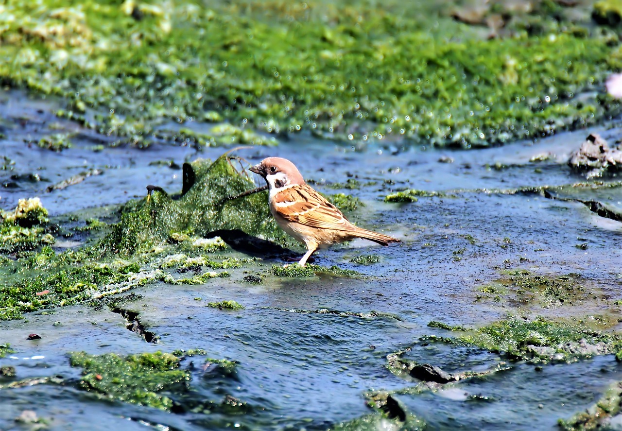 small  bird  eurasian free photo