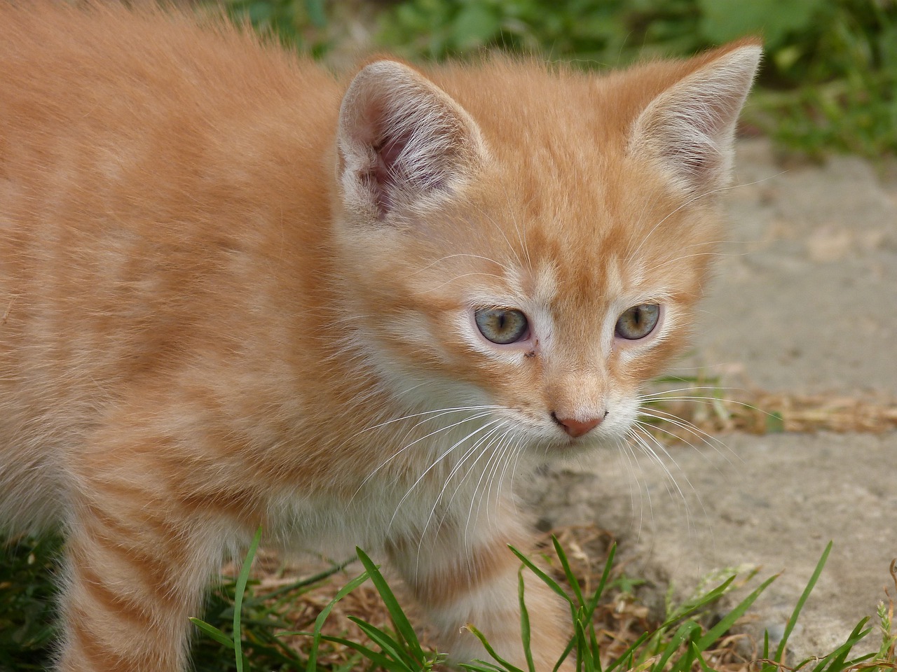 small  kitten  cat free photo