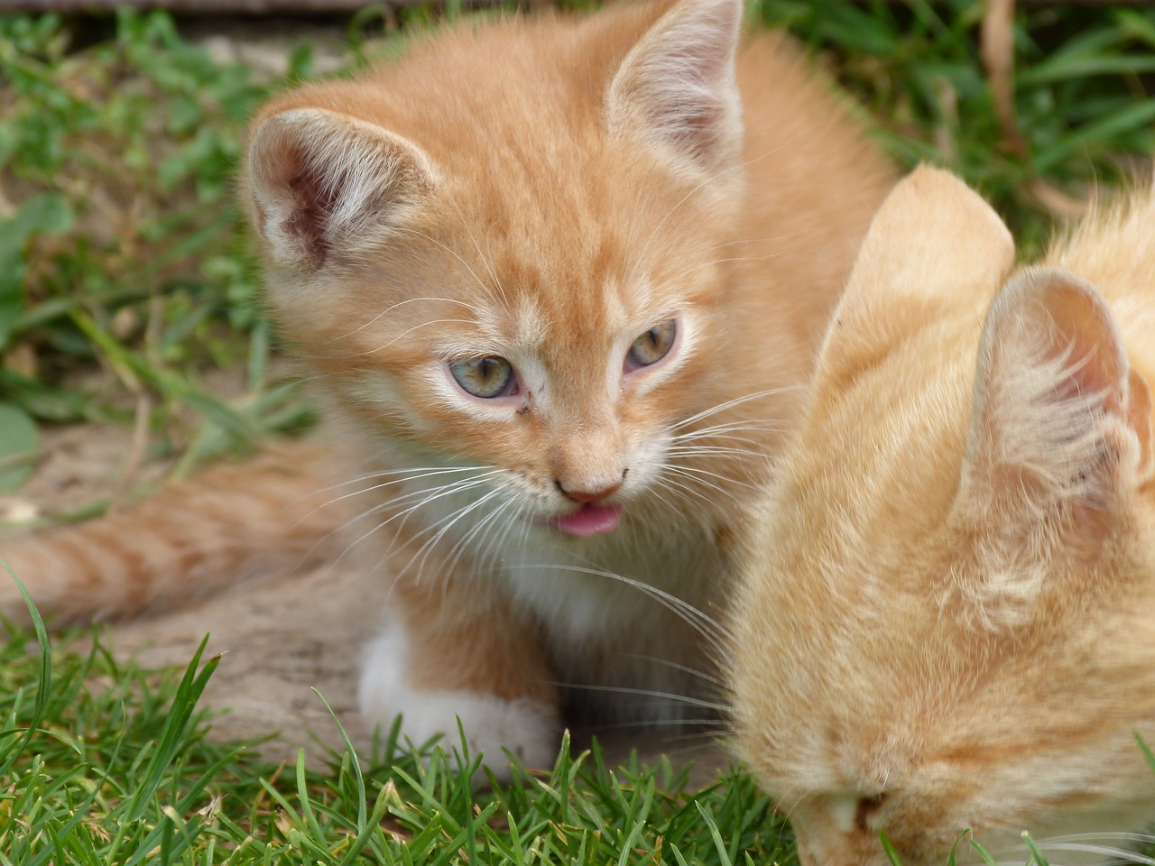 small  kitten  cat free photo