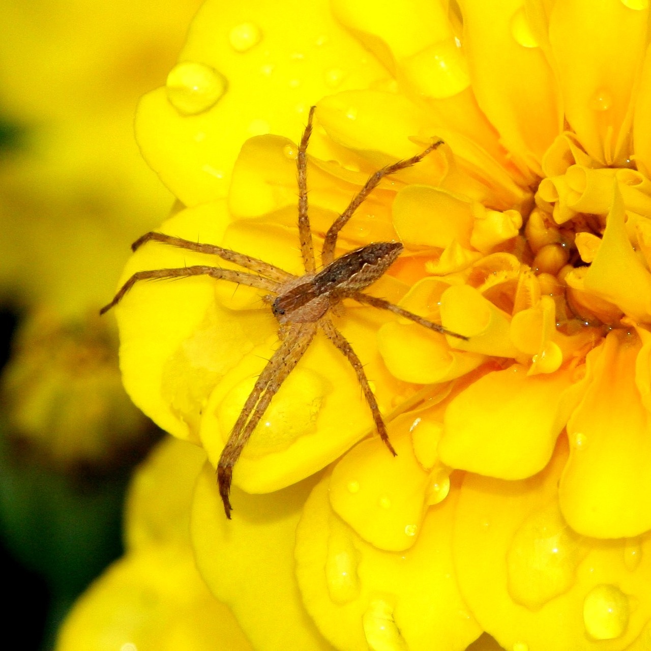 small spider insect free photo