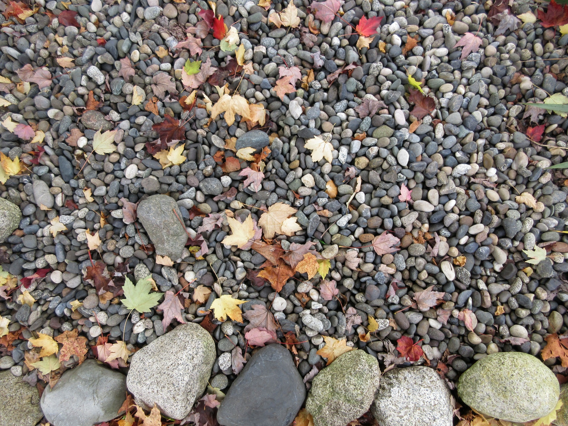 dry leaves small free photo