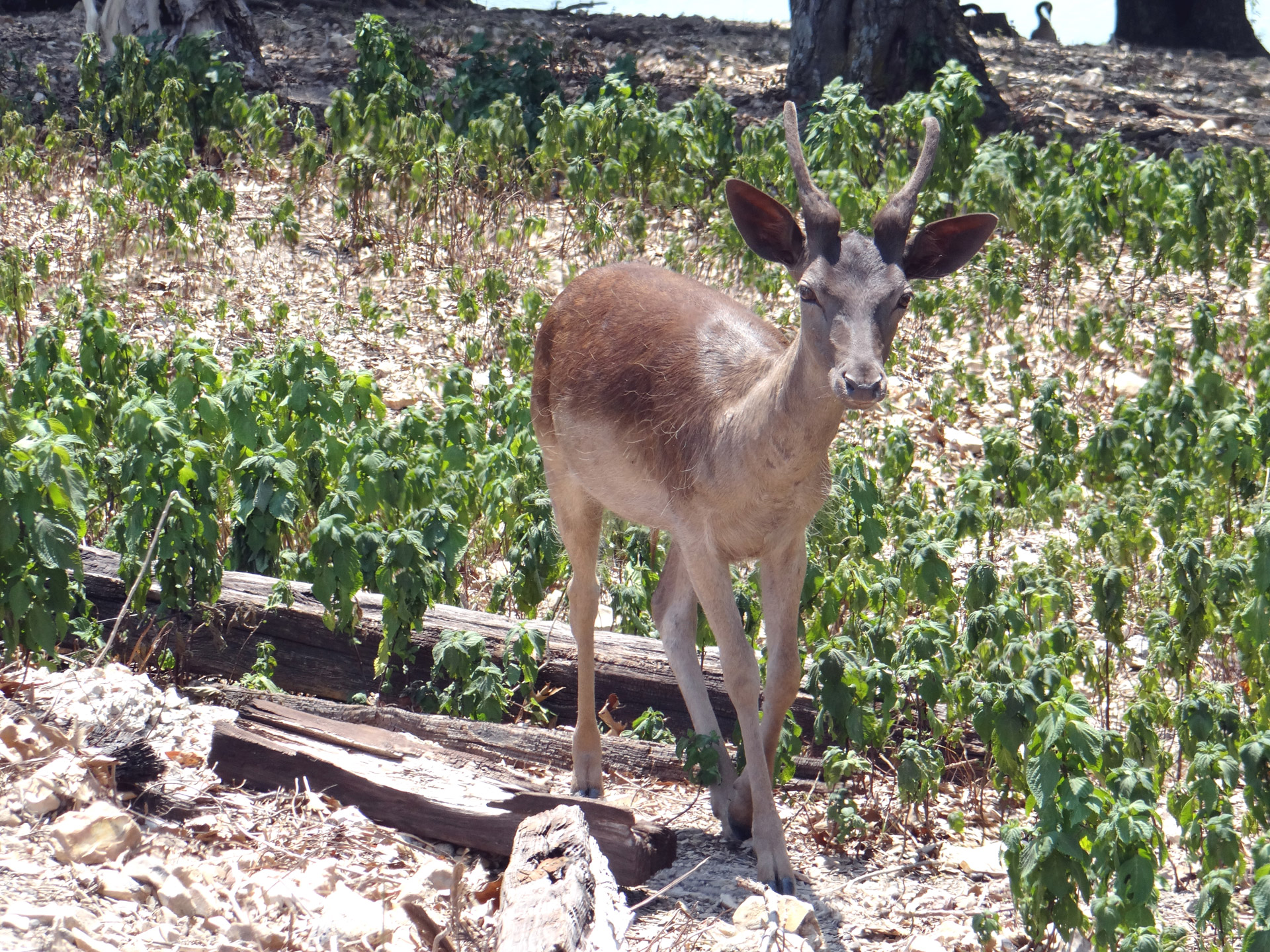 deer small nature free photo