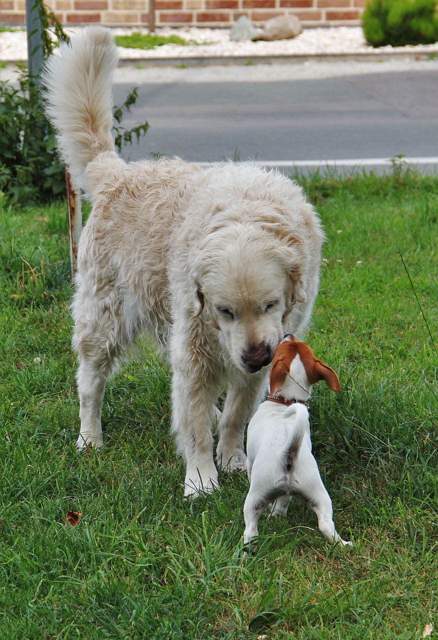 small and large two dogs welcome free photo