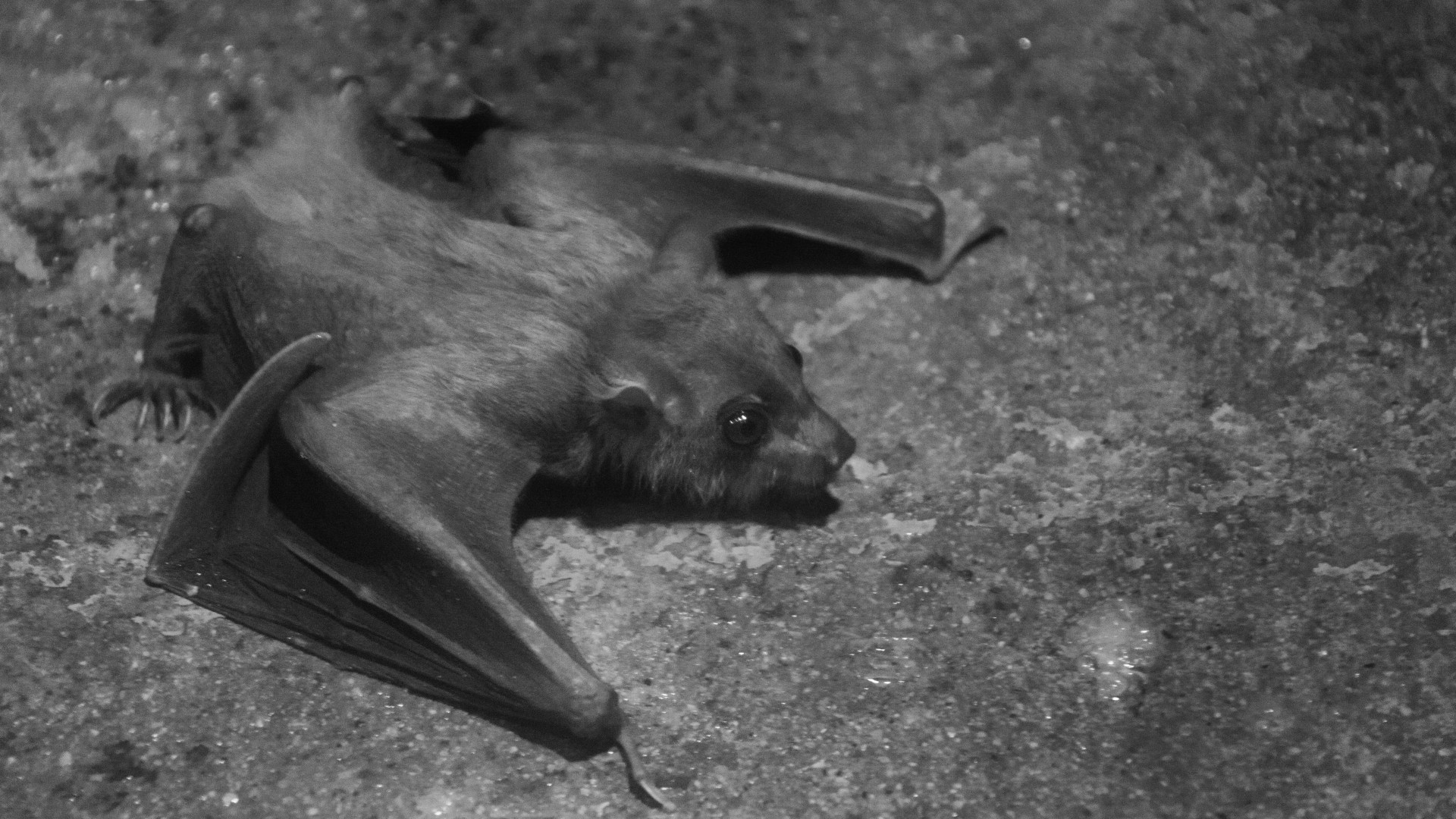 animal bat creature free photo