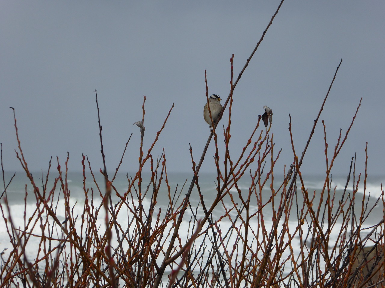 small bird twigs ocean free photo