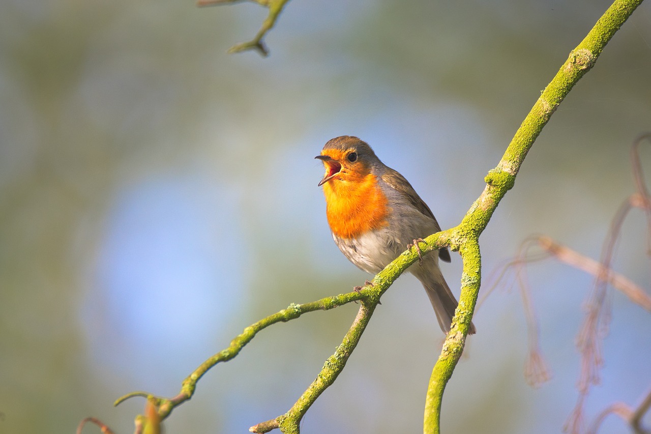 small bird sing robin free photo