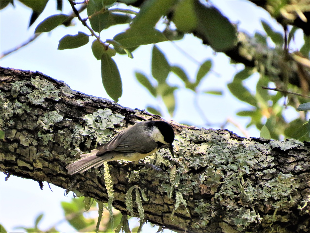 small bird tree limb wildlife free photo