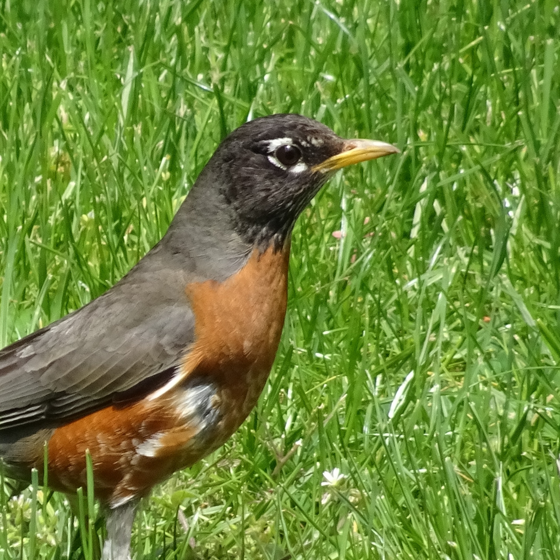 small bird closeup free photo